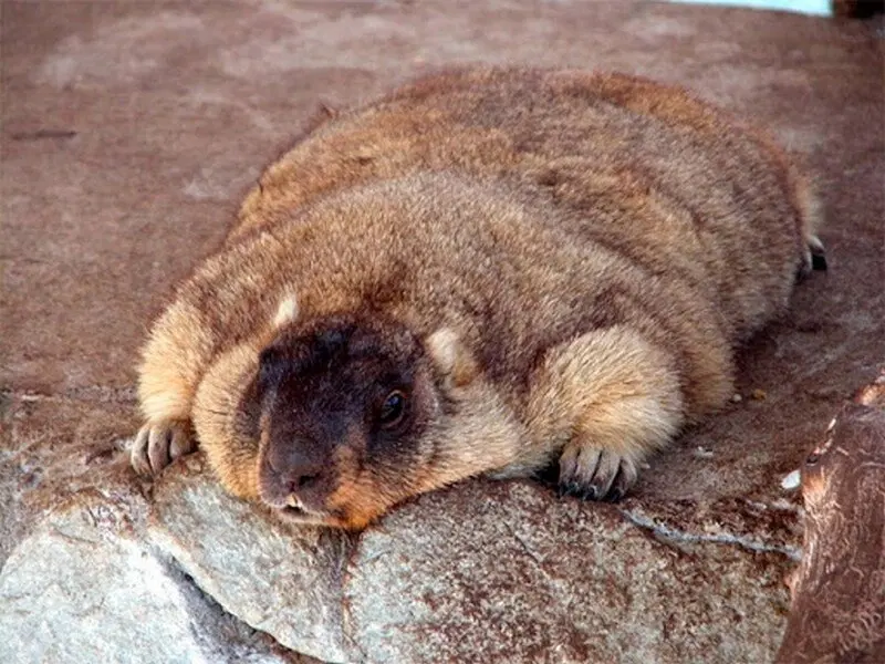 Marmota